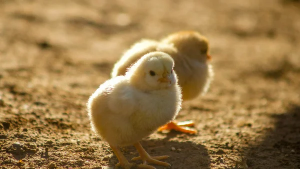 twee gele kuikens op de grond