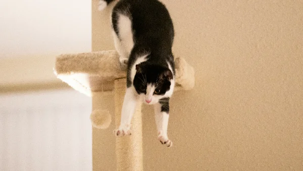 Luna de kat speelt met speelgoed binnenshuis.