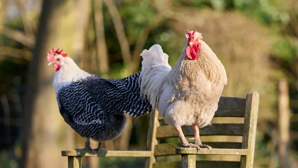 Kippen en haan zittend op houten bank in zonlicht