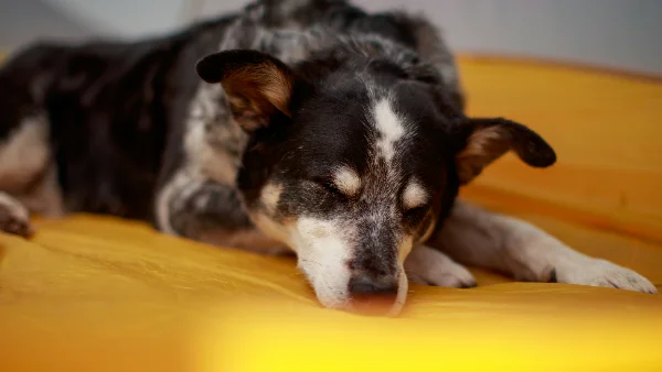 Bruine en zwarte hond hijgt liggend op groen gras overdag.