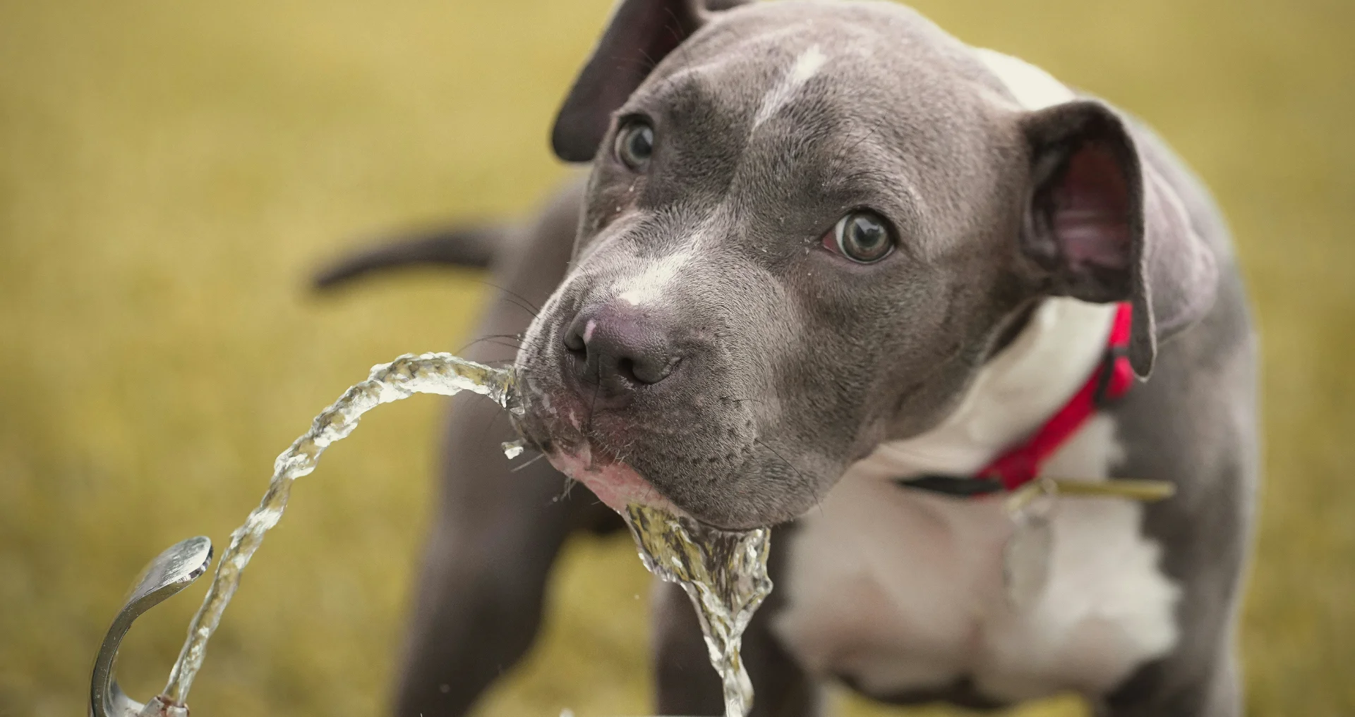 Hond eet slecht maar drinkt wel water