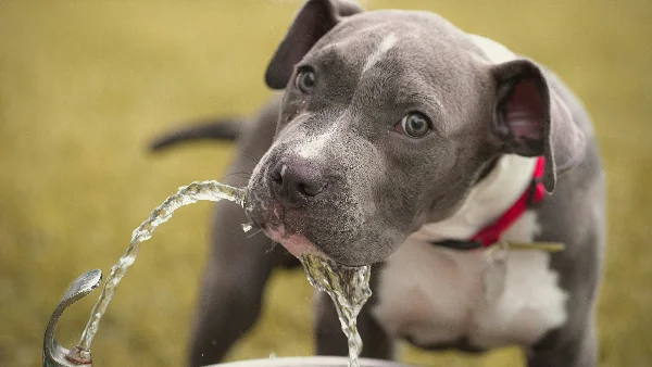 Hond eet slecht maar drinkt wel water