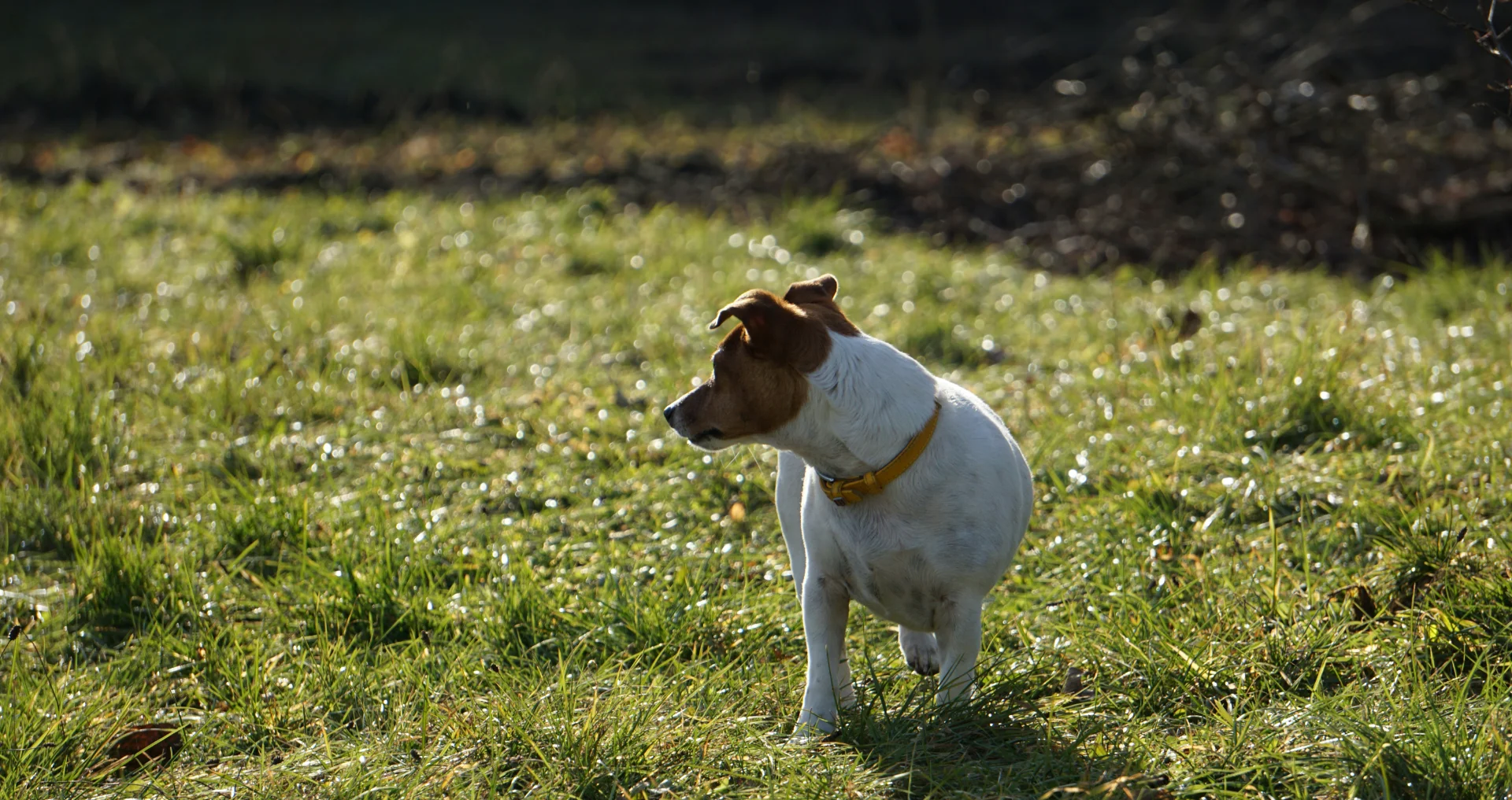 Kleine wit-bruine hond staat vrolijk op groen gazon