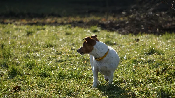 Kleine wit-bruine hond staat vrolijk op groen gazon
