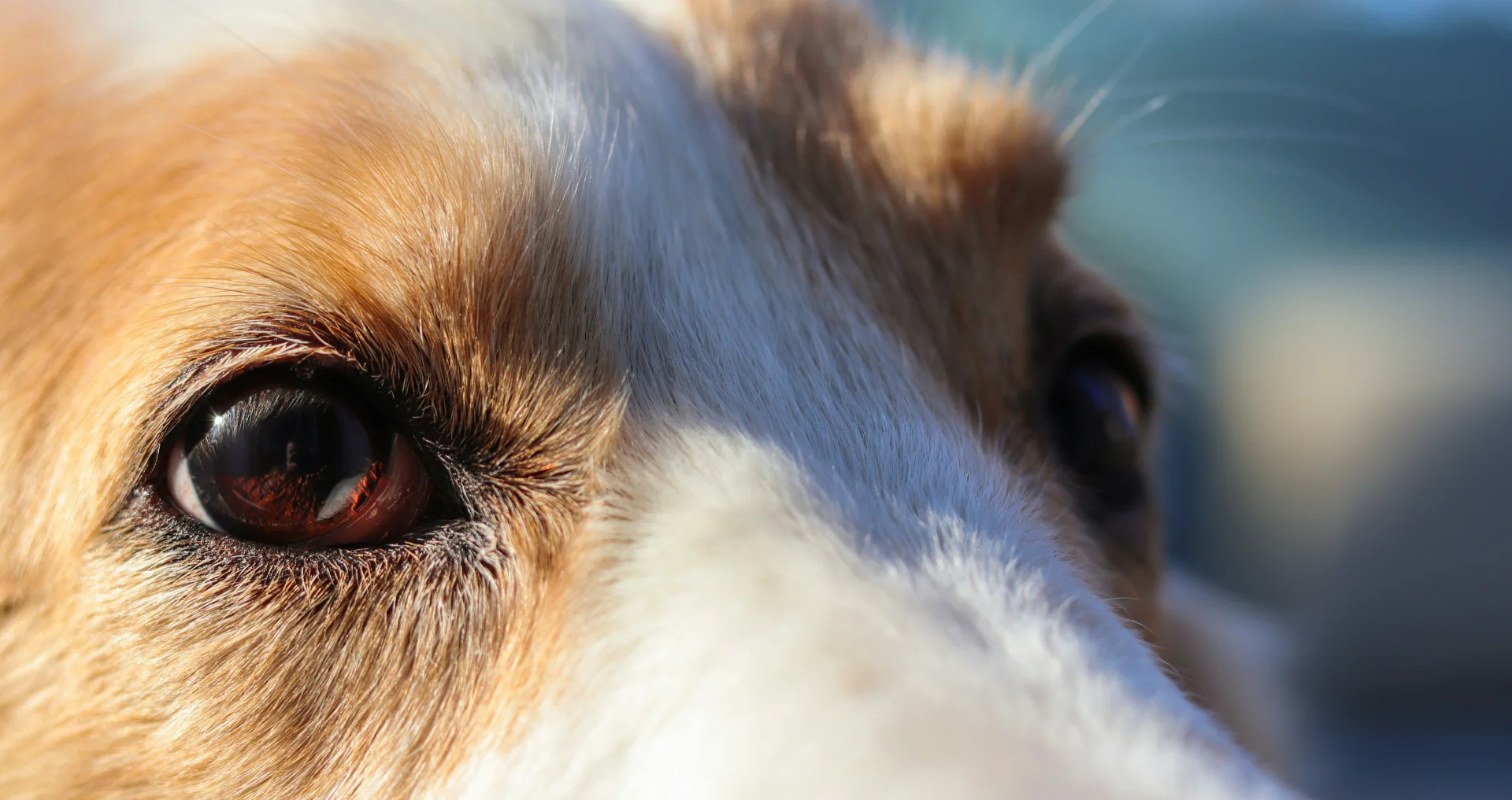 Hond met rode ogen, close-up van gezicht tegen onscherpe achtergrond
