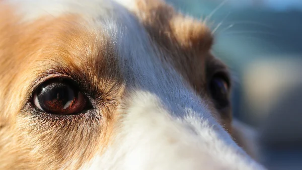 Hond met rode ogen, close-up van gezicht tegen onscherpe achtergrond