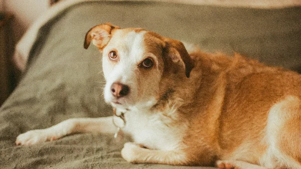 Bruine en witte hond ligt op bed, oren zichtbaar