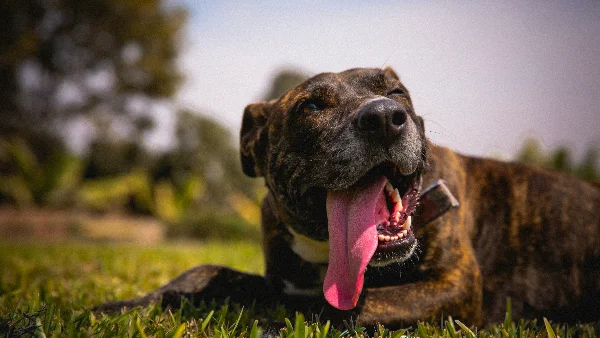 Bruine en zwarte hond hijgt liggend op groen gras overdag.