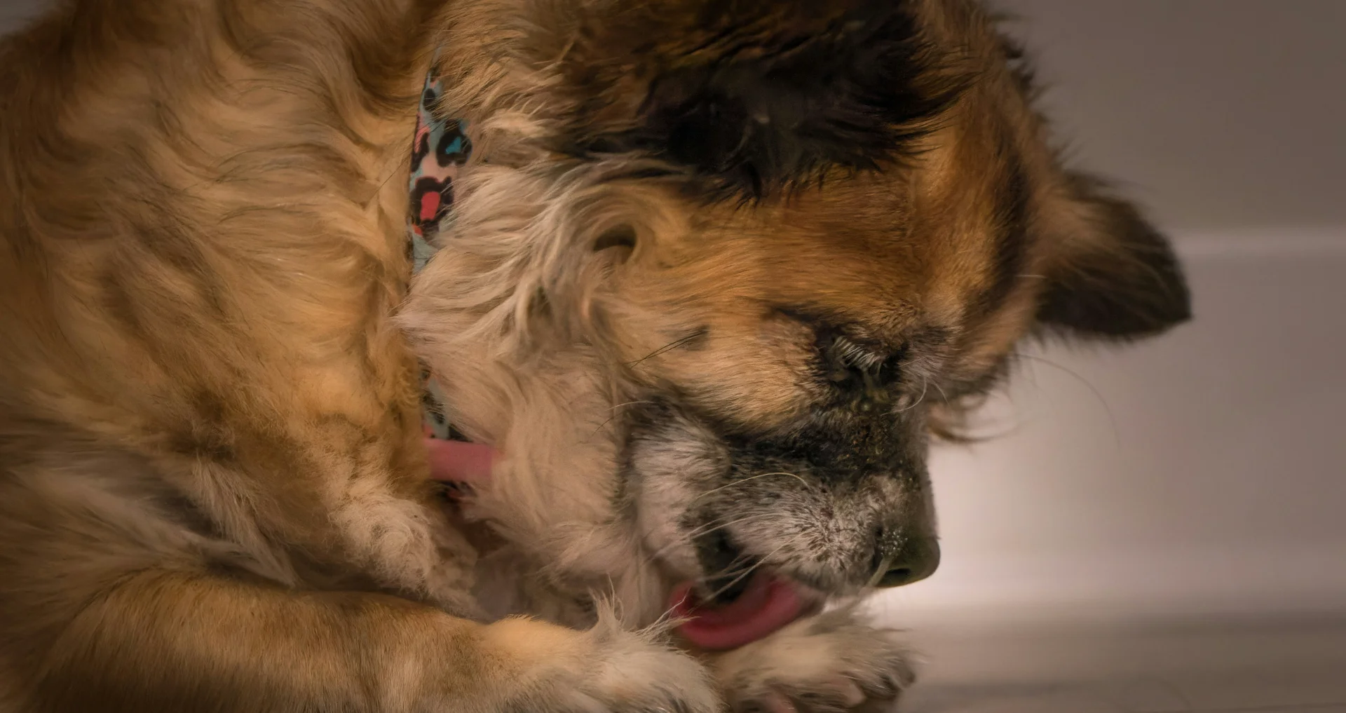 Bruine hond ligt op houten vloer en likt zijn poot