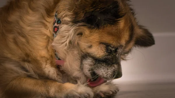 Bruine hond ligt op houten vloer en likt zijn poot