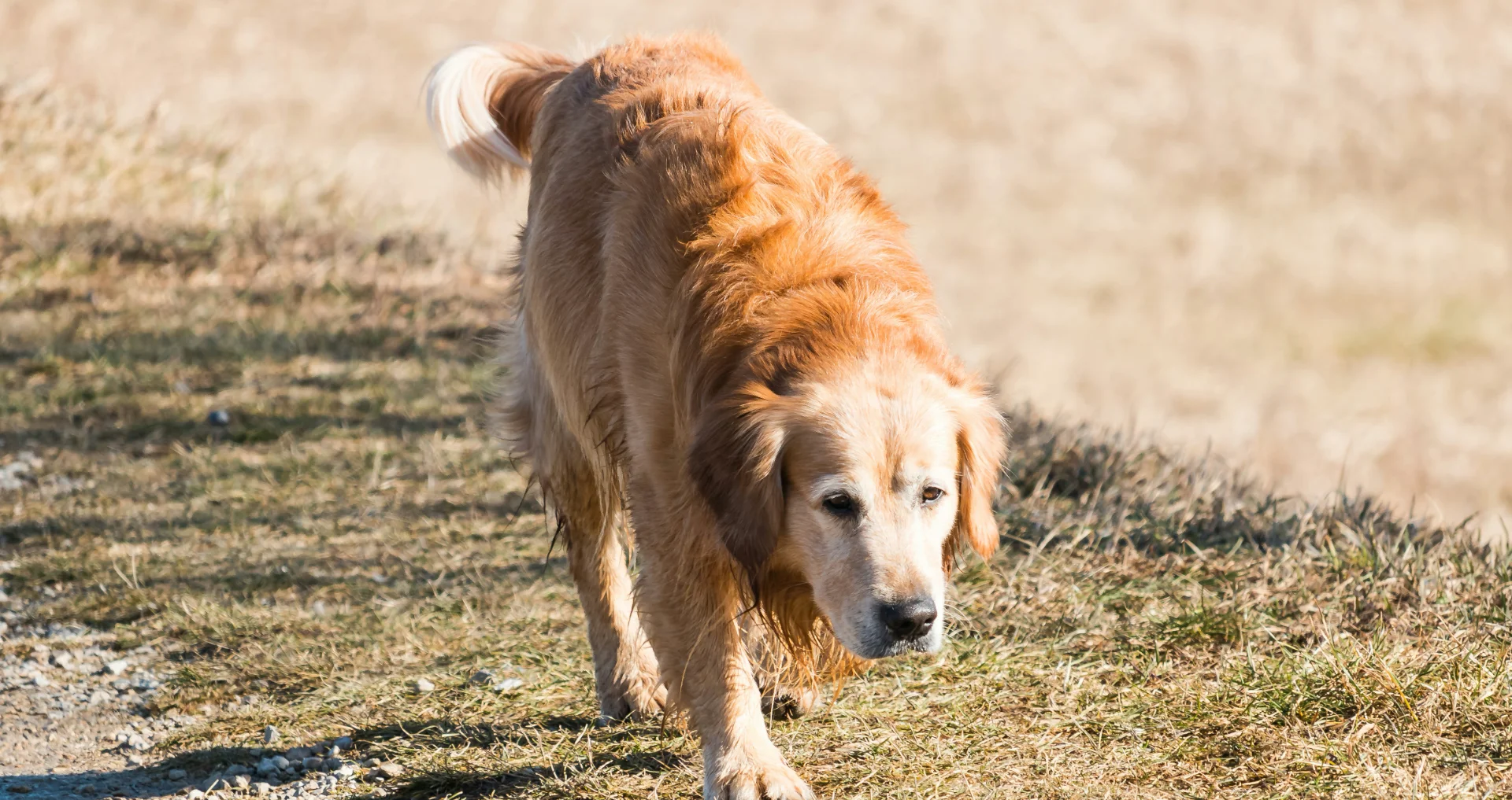 Hond loopt mank, gouden retriever loopt buiten overdag