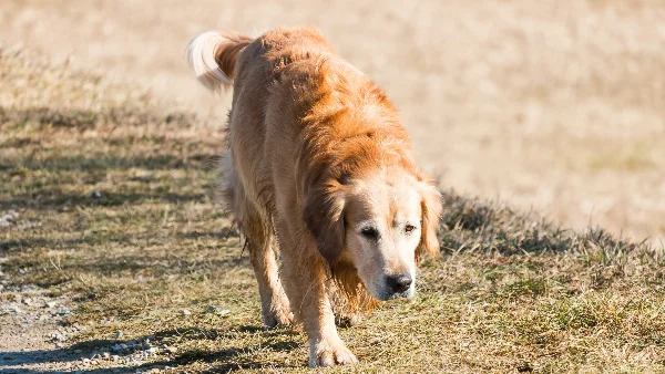 Hond loopt mank, gouden retriever loopt buiten overdag