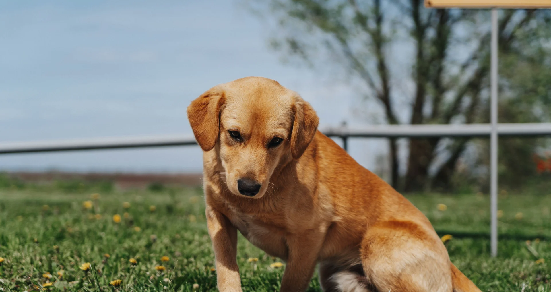 Bruine hond zit in groen grasveld buiten