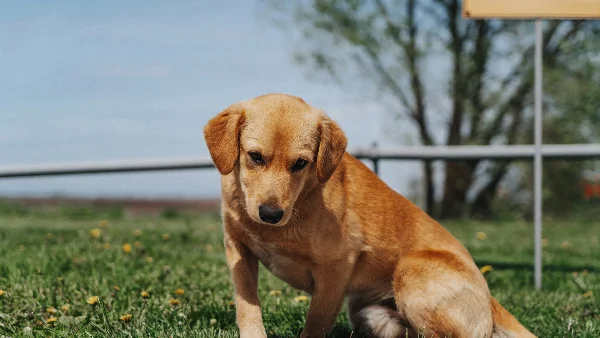 Bruine hond zit in groen grasveld buiten
