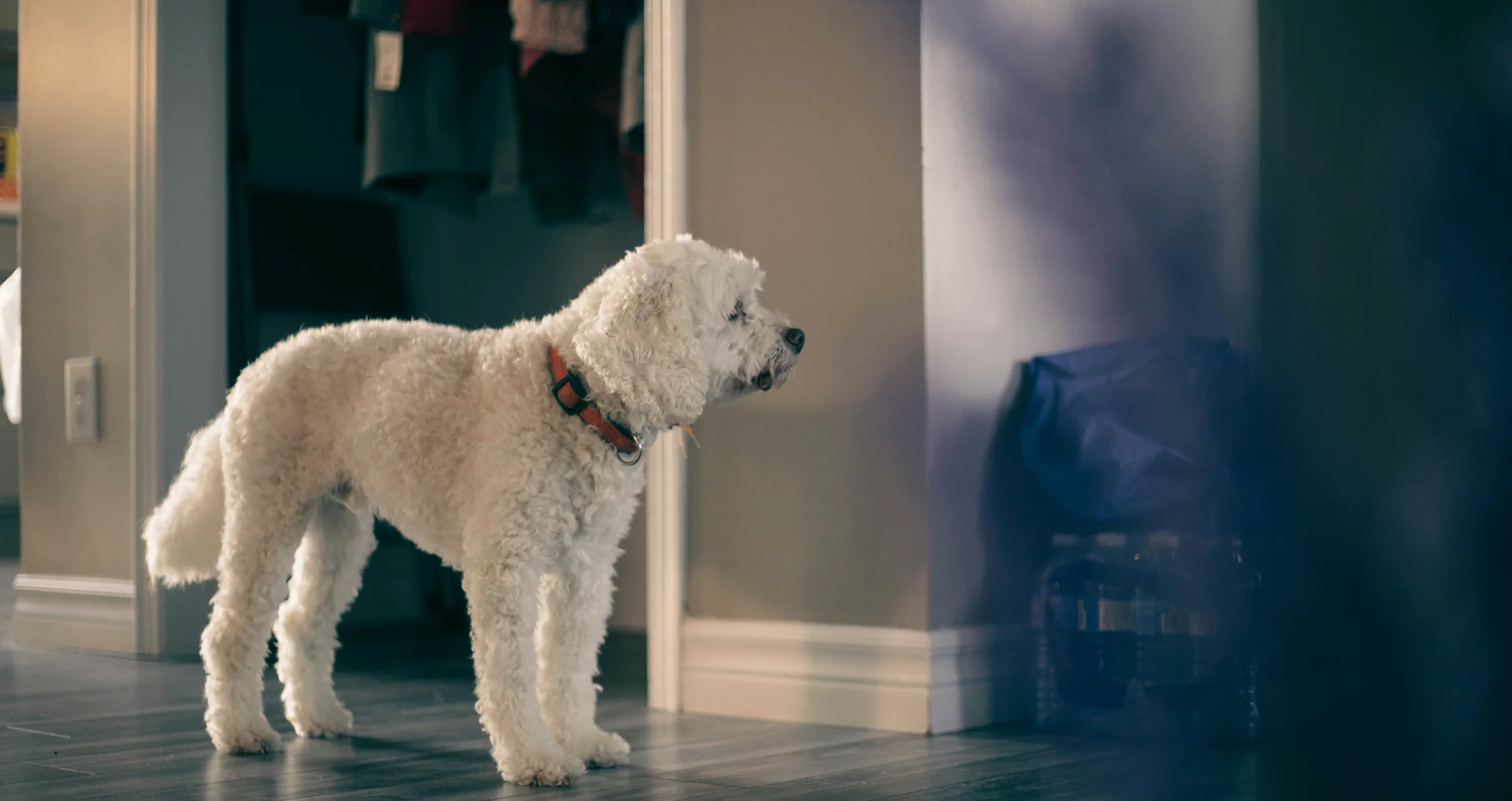 Witte hondje staat op houten vloer in huis.