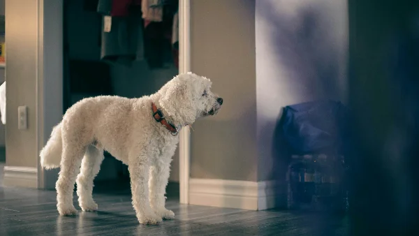 Witte hondje staat op houten vloer in huis.