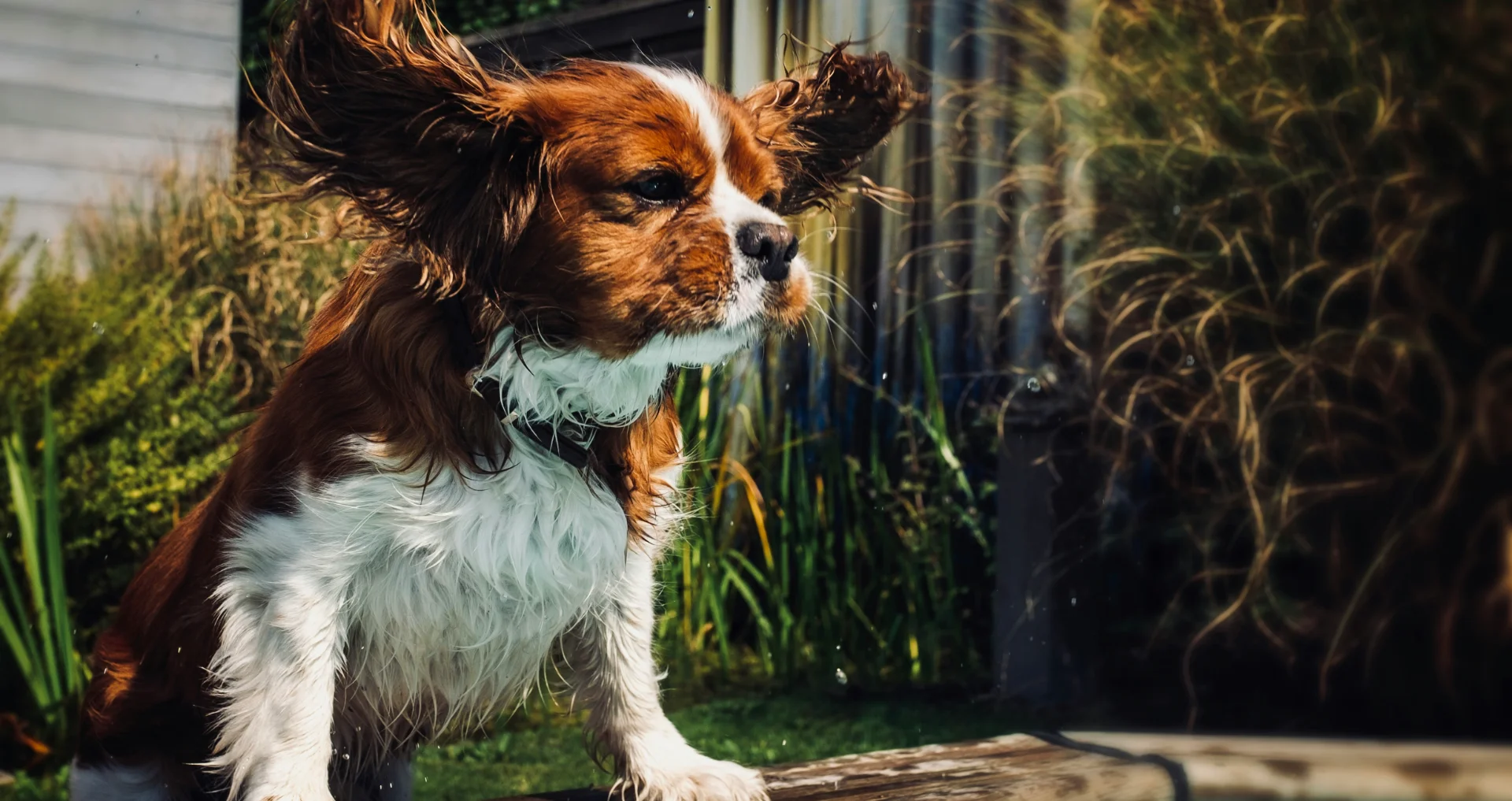 Cavalier King Charles spaniël schudt hoofd, mogelijk vanwege oorontsteking.
