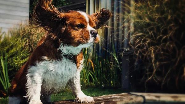 Cavalier King Charles spani&euml;l schudt hoofd, mogelijk vanwege oorontsteking.