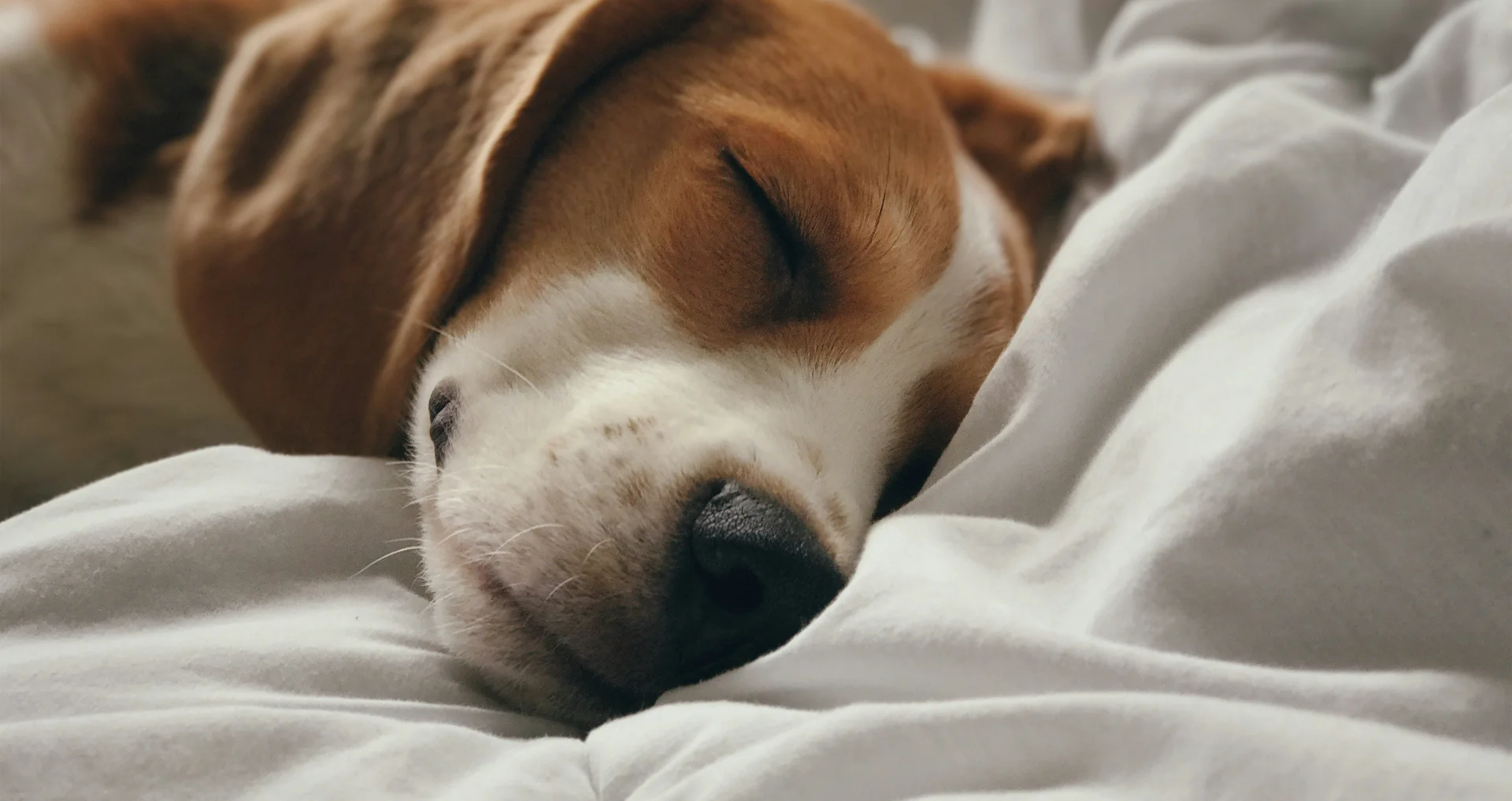 Rustige beagle die slaapt op zacht kussen