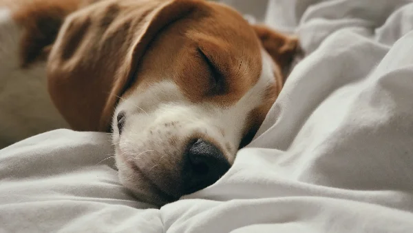 Rustige beagle die slaapt op zacht kussen