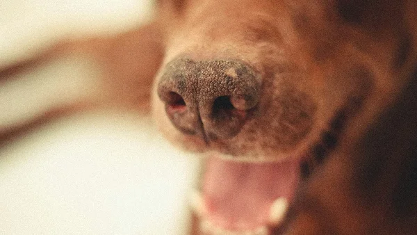 Hondenmond met slechte adem, dierenarts onderzoekt tandenprobleem