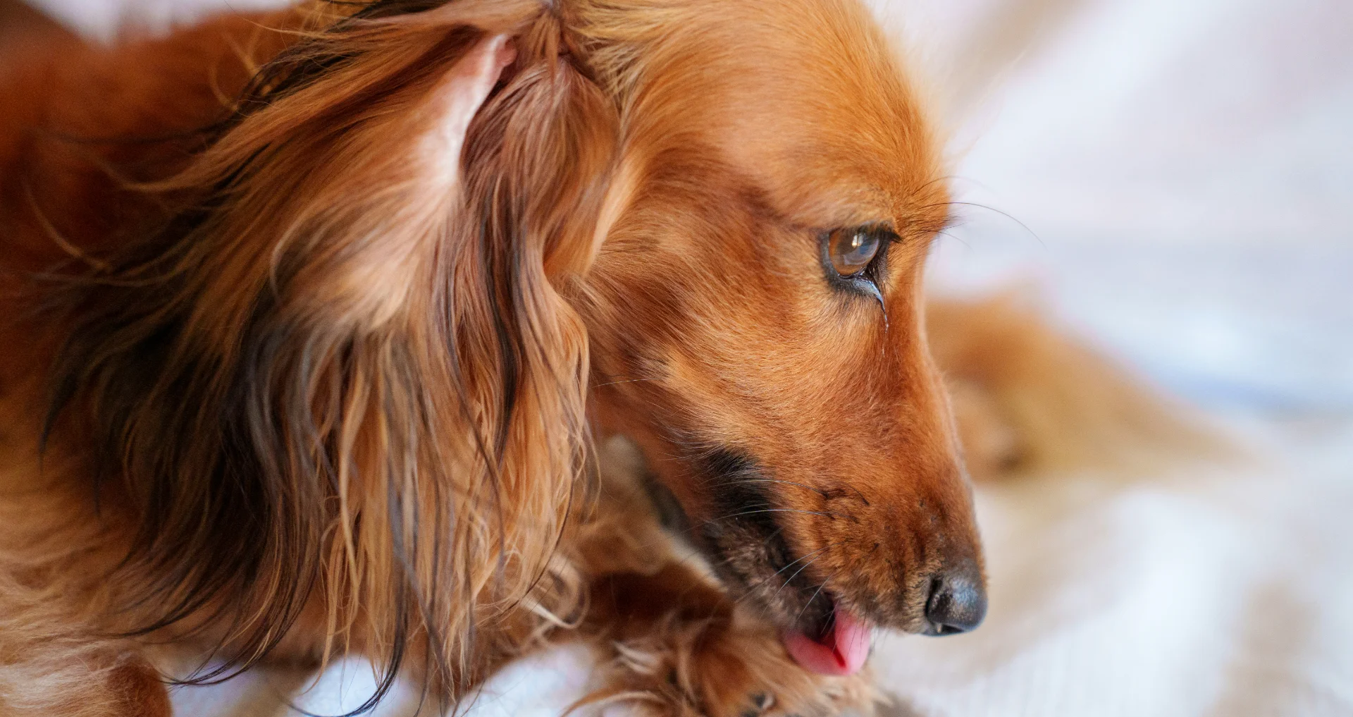 Hondje ligt op deken, mogelijk bevend van kou of stress