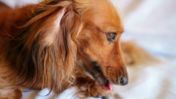 Hondje ligt op deken, mogelijk bevend van kou of stress