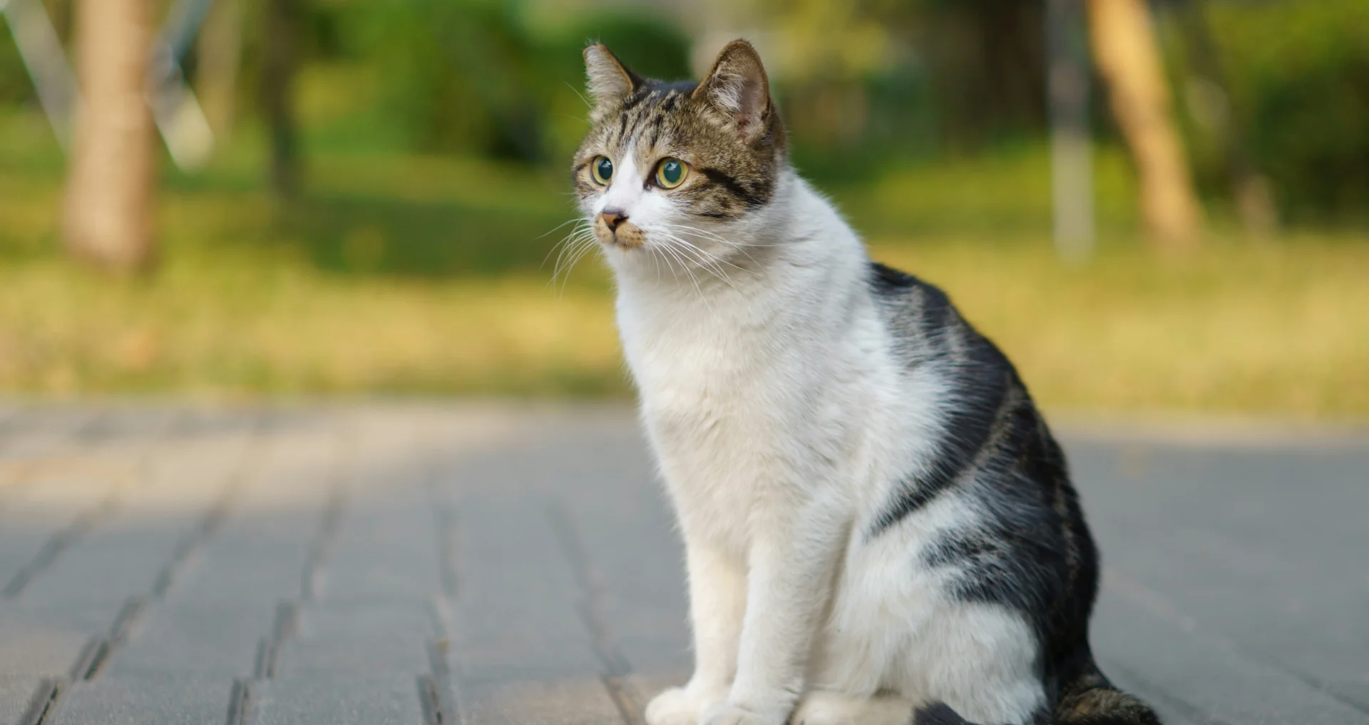 Zittende kat op bakstenen pad, gezondheidscheck nodig.