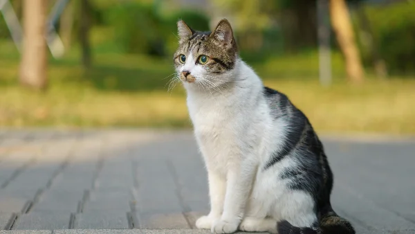 Zittende kat op bakstenen pad, gezondheidscheck nodig.