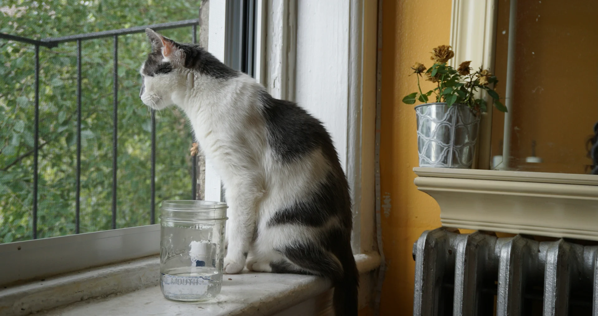 Zwart-witte kat zit op vensterbank naast drinkwater en kijkt naar buiten.