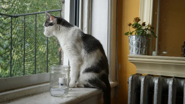 Zwart-witte kat zit op vensterbank naast drinkwater en kijkt naar buiten.