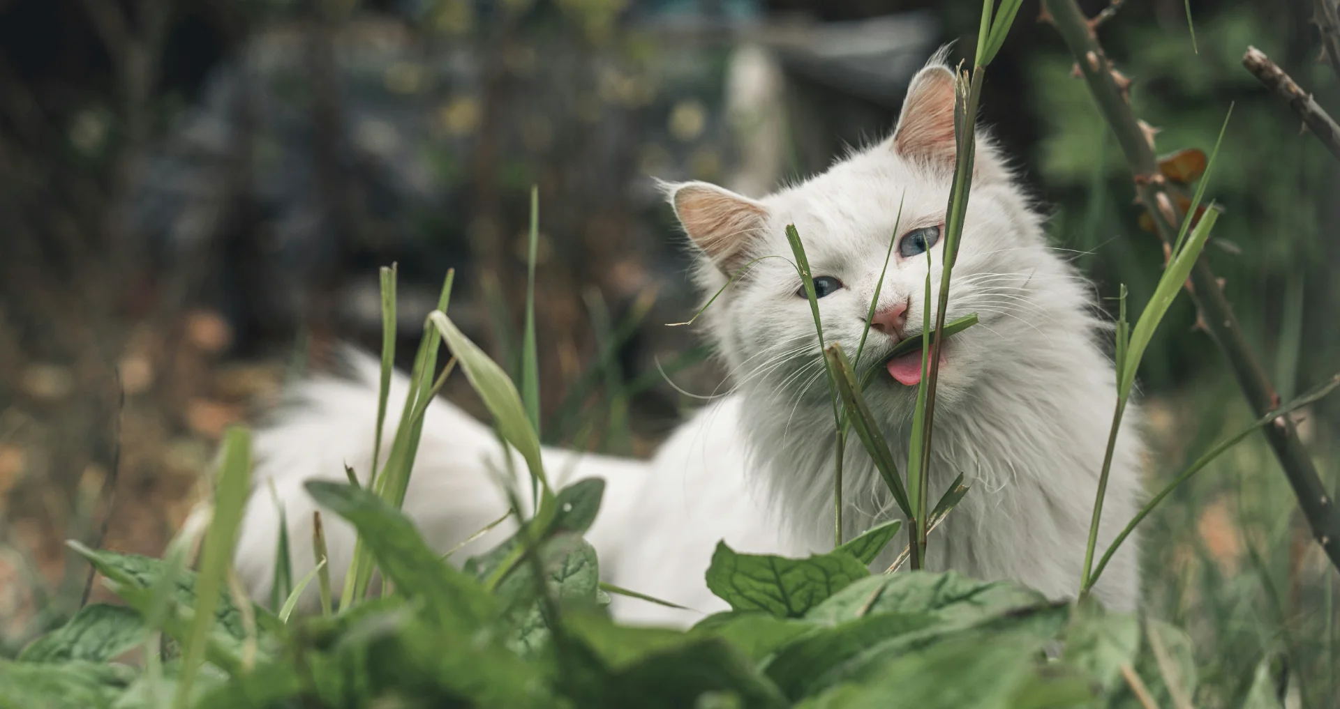 Kat eet gras in het park zonder te braken