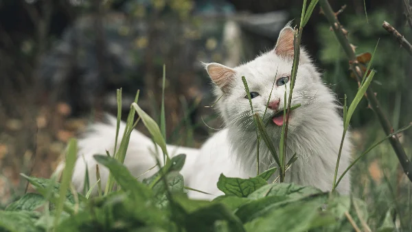 Kat eet gras in het park zonder te braken