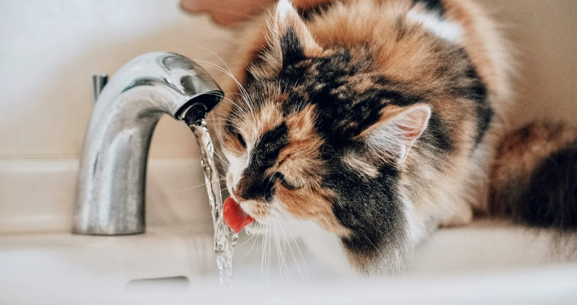 Kat drinkt water terwijl voerbak leeg blijft.