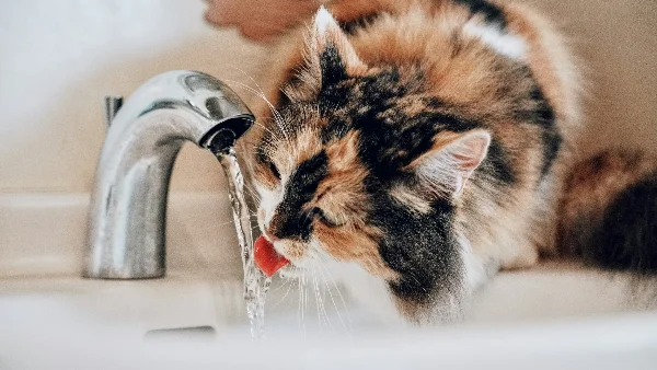 Kat drinkt water terwijl voerbak leeg blijft.