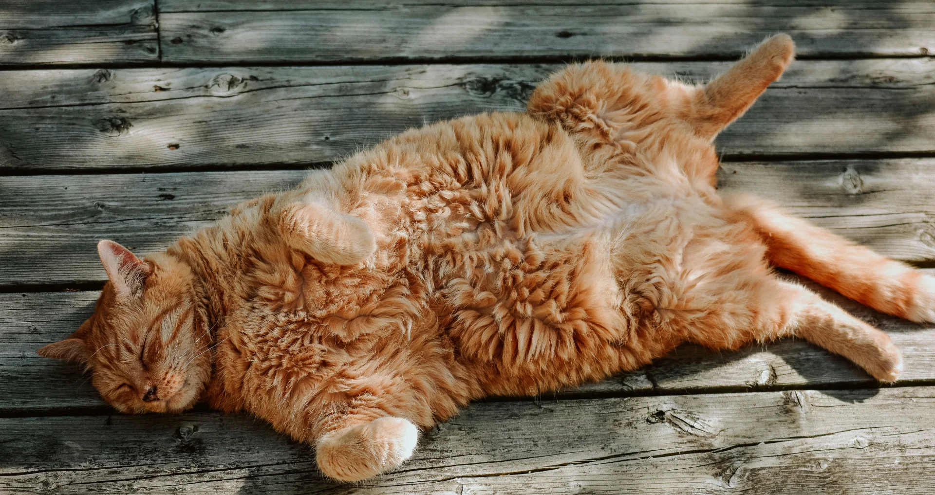 Oranje langhaar kat met gespannen buik, mogelijk ziek of onwel.