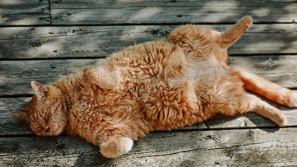 Oranje langhaar kat met gespannen buik, mogelijk ziek of onwel.