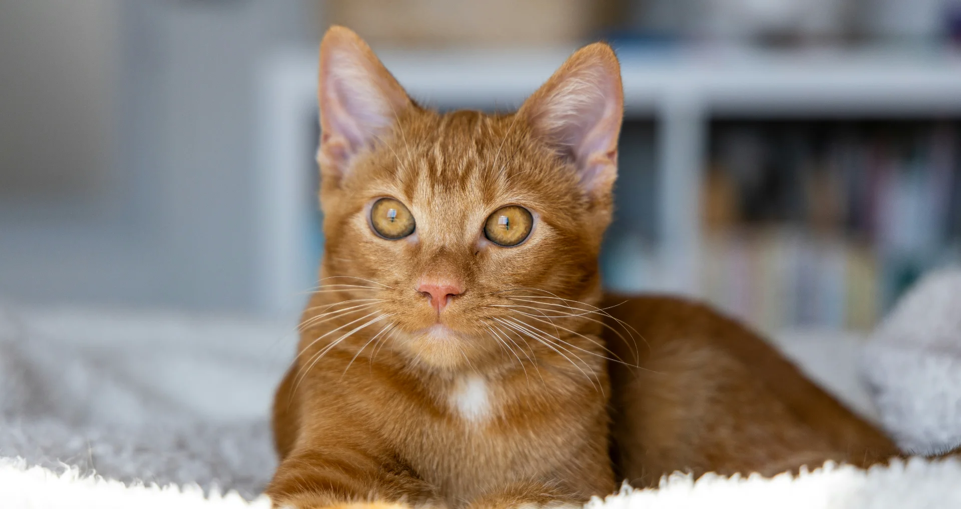 Kat met witte vacht rust op wolkig deken op bed.