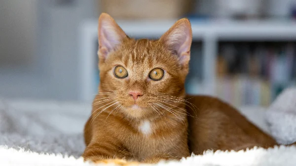 Kat met witte vacht rust op wolkig deken op bed.
