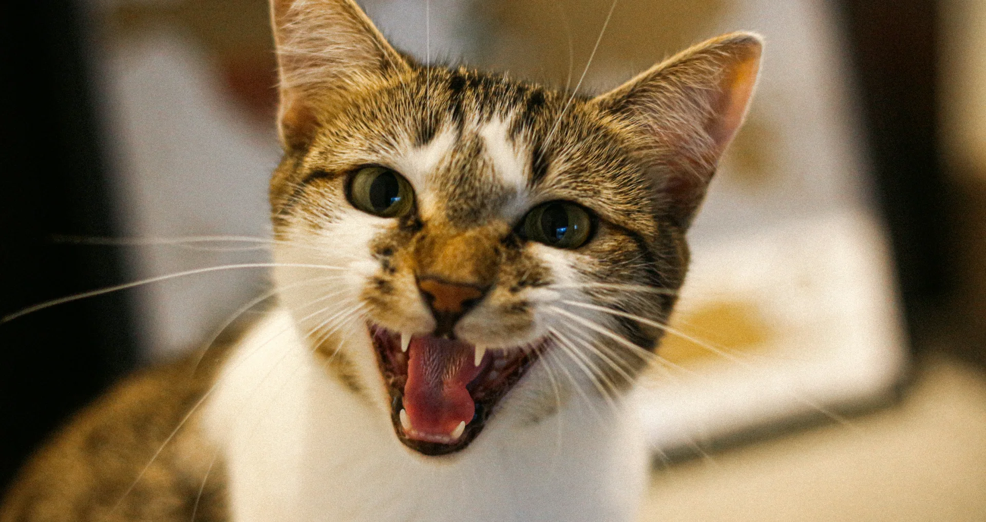 Kleine kat miauwen met hese stem