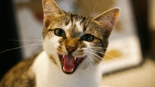 Kleine kat miauwen met hese stem