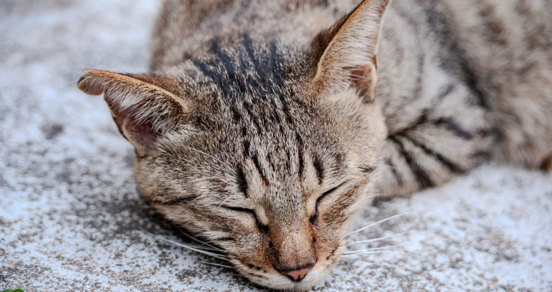 Luie kitten slaapt comfortabel op zachte ondergrond.