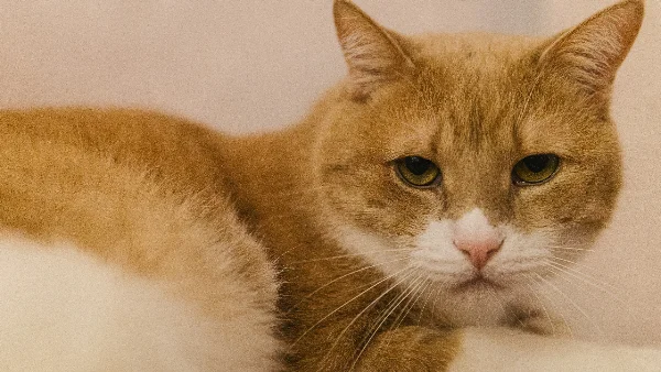 Kat ligt op bed, lichaam vertoont trillingen of bevingen.