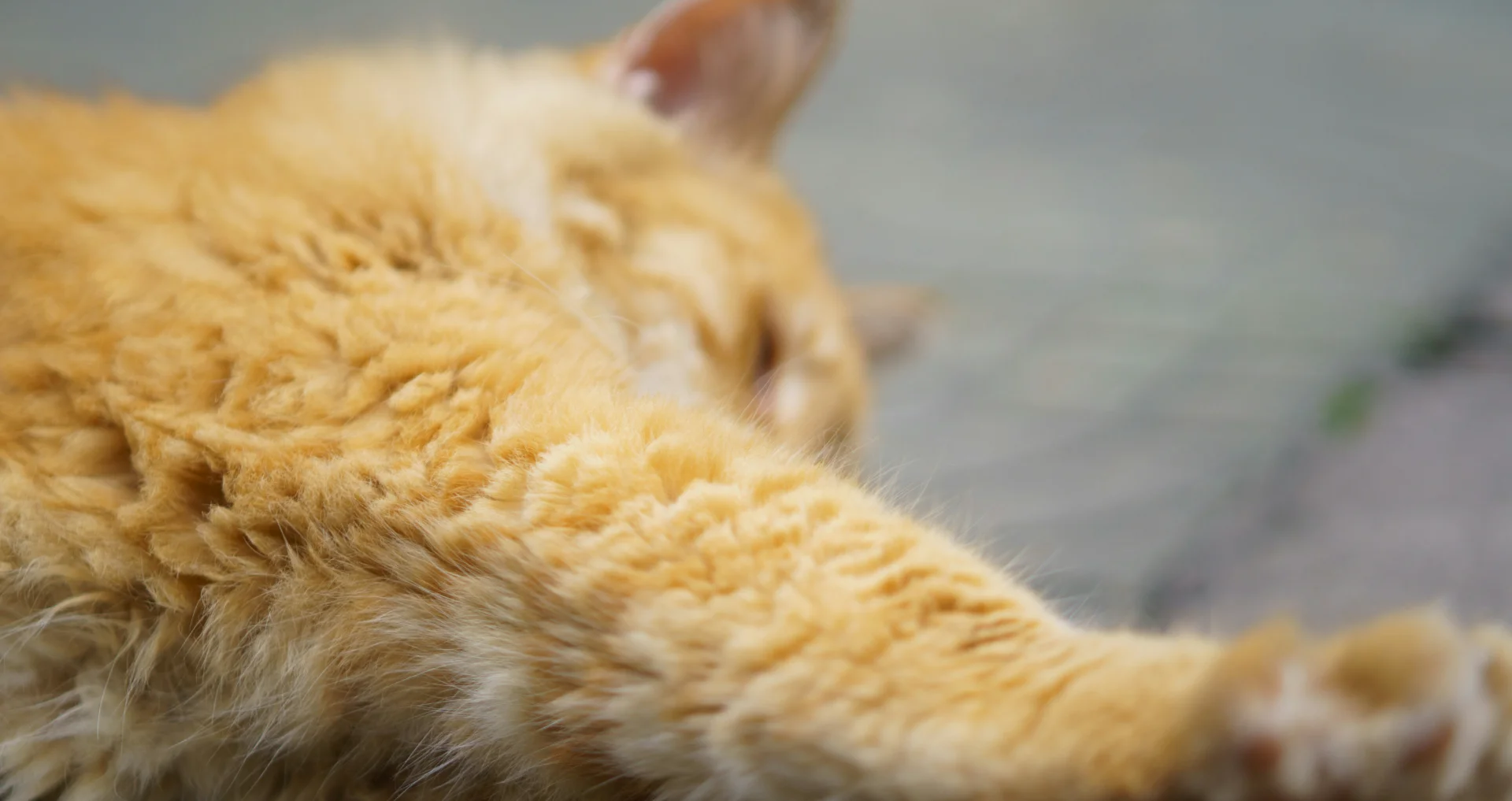 Kat verliest veel haar op grond, dierenarts-vraag nodig mogelijk