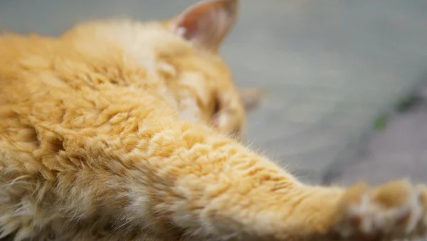 Kat verliest veel haar op grond, dierenarts-vraag nodig mogelijk