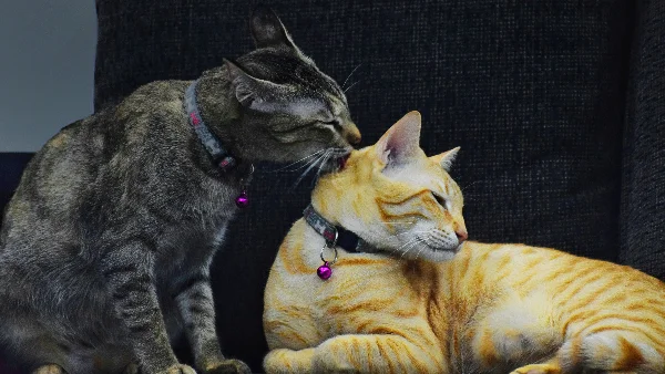 Bruine en oranje gestreepte katten naast elkaar