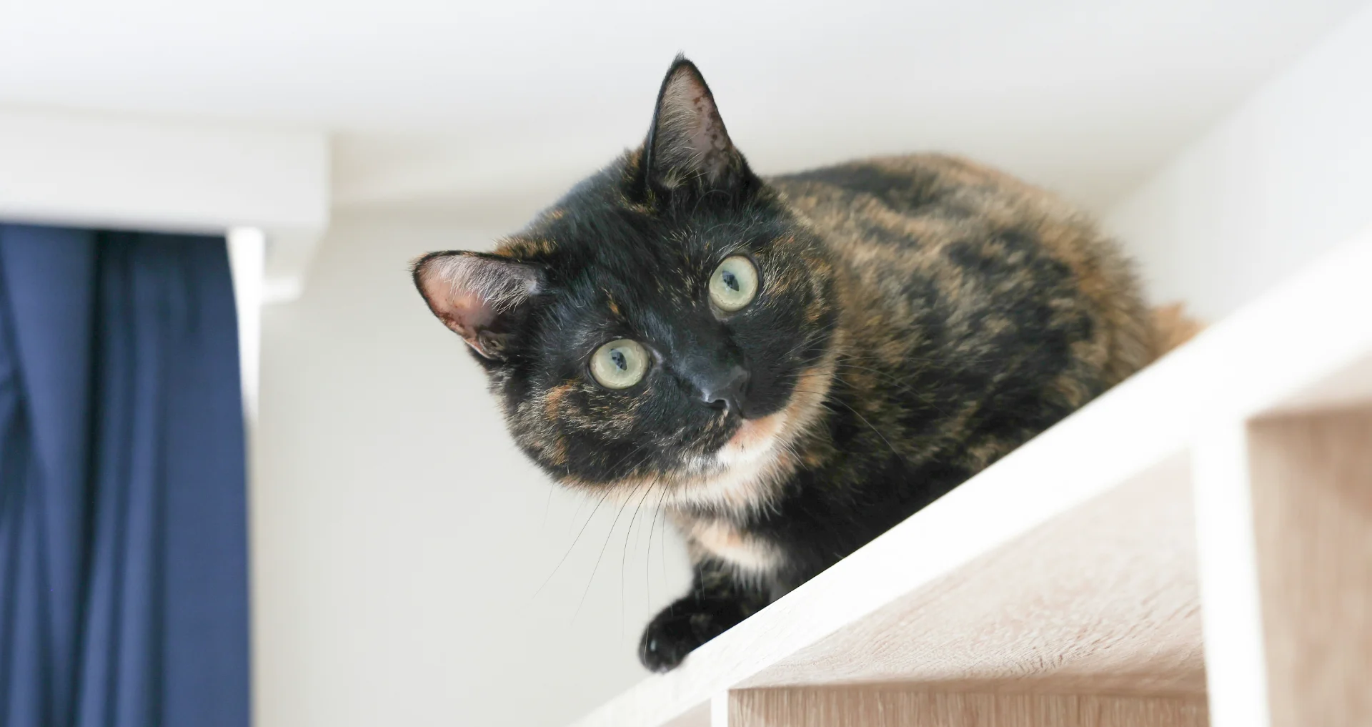 Kat zit op plank in kleine woonkamer.