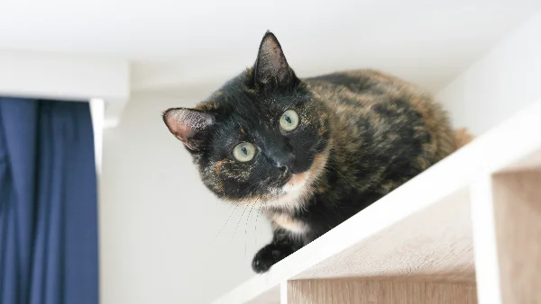 Kat zit op plank in kleine woonkamer.