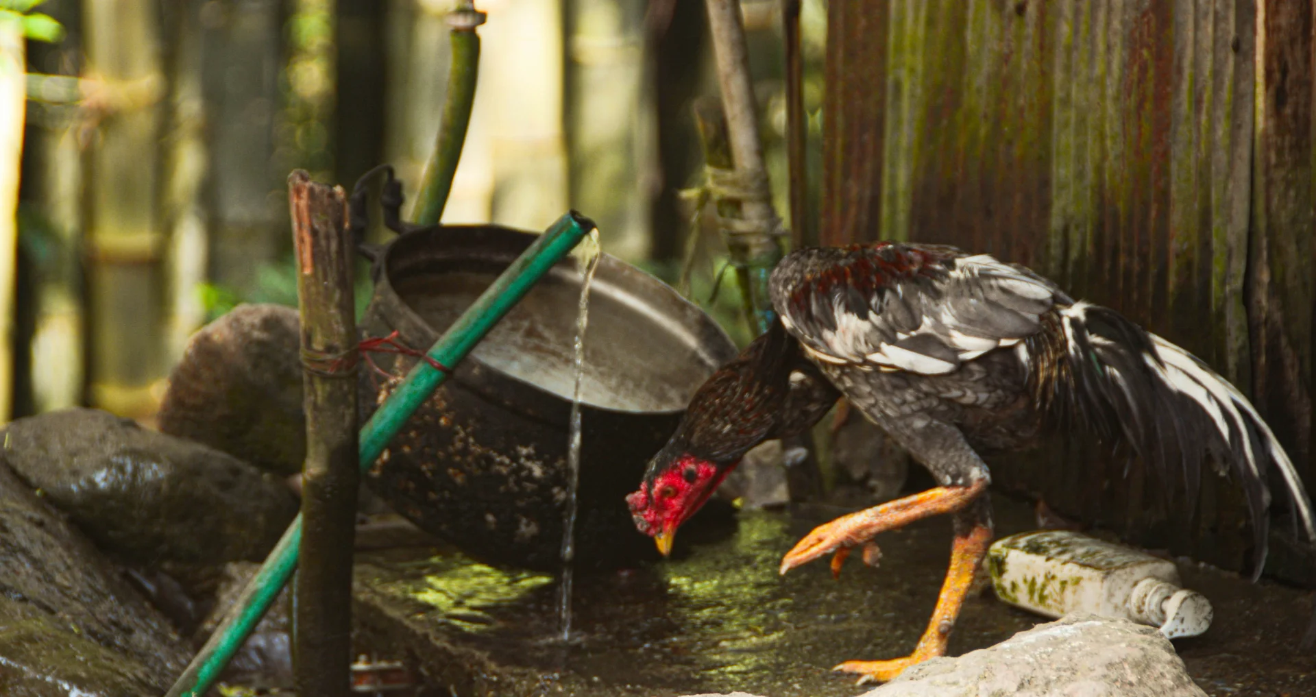 Vogel zit op houten tak en drinkt water uit bak