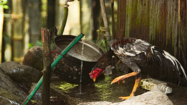 Vogel zit op houten tak en drinkt water uit bak